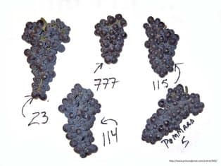 The Importance of Grape Clones in Wine